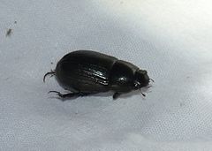 Dyscinetus morator