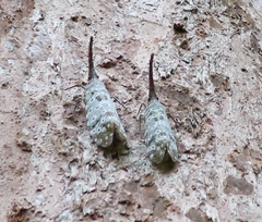 Pyrops oculatus