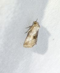 Henricus edwardsiana