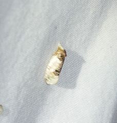 Henricus edwardsiana