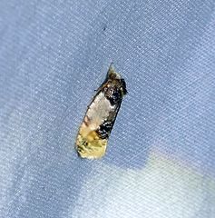 Henricus edwardsiana