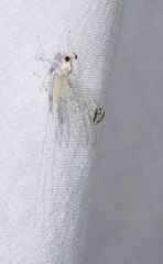 Maccaffertium modestum