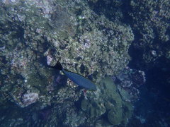 Siganus javus