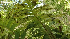 Polypodium macaronesicum azoricum