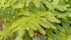 Polypodium macaronesicum azoricum