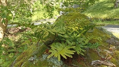 Polypodium macaronesicum azoricum