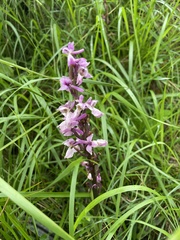 Orchis mascula