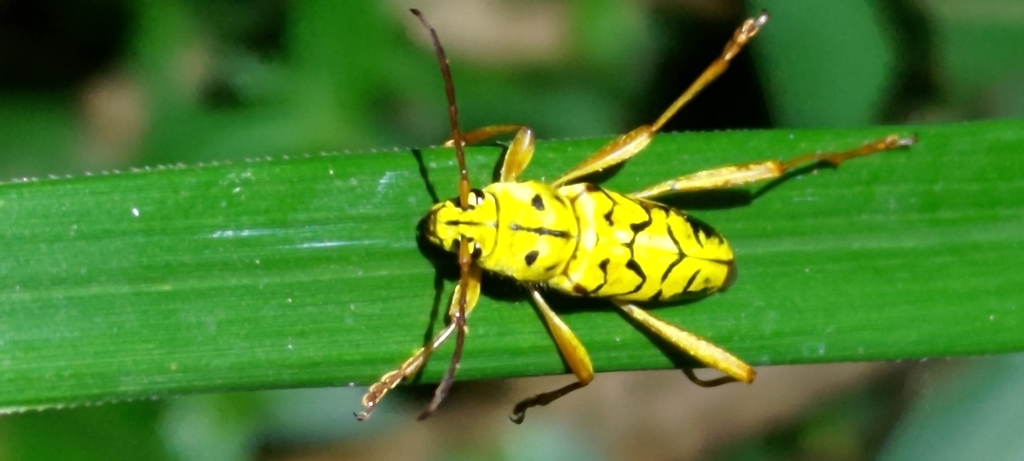 Xylotrechus finitimus