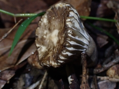 Lactifluus sepiaceus