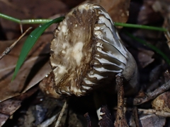 Lactifluus sepiaceus