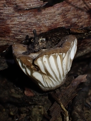 Lactifluus sepiaceus
