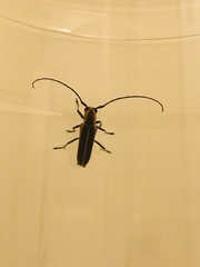 Saperda lateralis