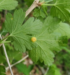 Puccinia caricina