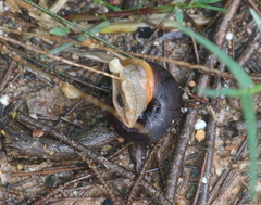 Pommerhelix mastersi