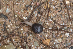 Pommerhelix mastersi