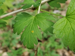 Puccinia caricina