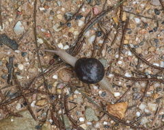 Pommerhelix mastersi