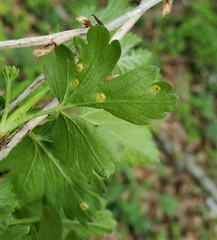 Puccinia caricina
