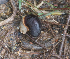 Pommerhelix mastersi
