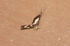 Heliomata cycladata