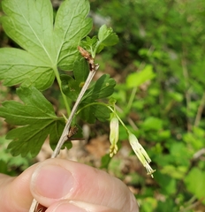 Puccinia caricina
