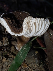 Lactifluus sepiaceus