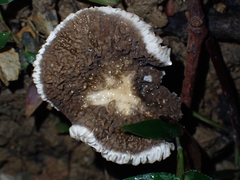 Lactifluus sepiaceus