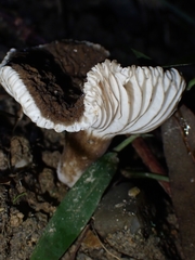 Lactifluus sepiaceus