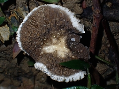 Lactifluus sepiaceus