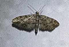Eupithecia columbiata