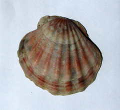 Flexopecten glaber ponticus