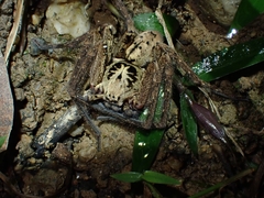 Heteropoda distincta