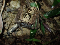 Heteropoda distincta