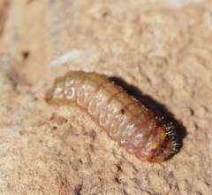 Deudorix livia