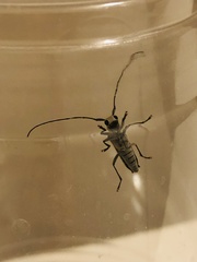 Saperda lateralis