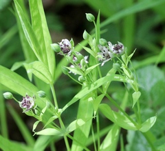 Microbotryum stellariae