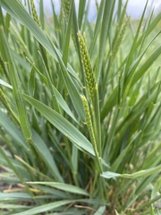 Agropyron cristatum