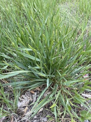 Agropyron cristatum