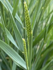 Agropyron cristatum