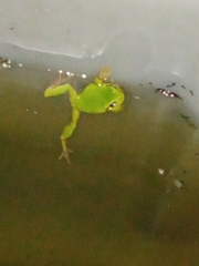 Hyla intermedia perrini