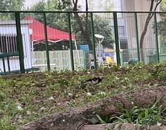 Gracupica nigricollis