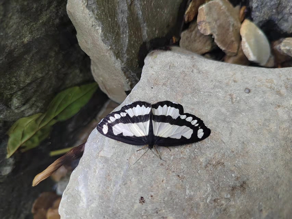 Psychostrophia picaria