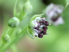 Microbotryum stellariae