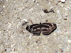 Neptis pryeri