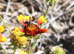 Melanoplus cinereus