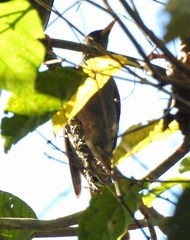 Hypsipetes ganeesa