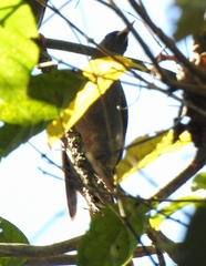 Hypsipetes ganeesa