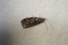 Olethreutes astrologana