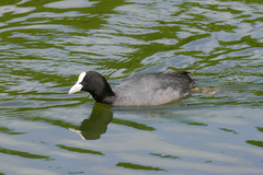 Fulica atra