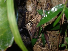 Heteropoda distincta